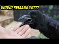 MENCARI WOWO SI BURUNG GAGAK HITAM