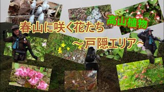 【登山】春山に咲く花・高山植物たち～戸隠エリア～