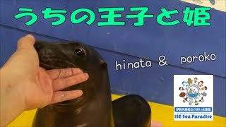 【アシカ】うちの王子と姫（伊勢シーパラダイス／水族館）