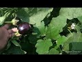 brinjal farming. bangan ke kasht in hot weather. how to grow brinjal.