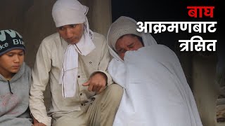 गेरुवा गाउँपालिकाका बासिन्दा बाघ आक्रमणबाट त्रसित | Galaxy News Report