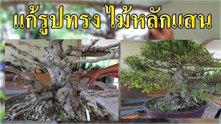 Bonsai Station [Workshop Station] EP.51 แก้รูปทรงไม้หลักแสน