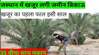 राजस्थान की सस्ती ज़मीन। खजूर वाली जमीन बिकाऊ । Rajasthan ki sasti jameen | Rajasthan property|