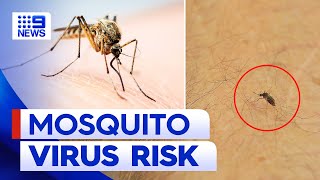 Queenslanders at increased risk of mosquito-borne Ross River virus | 9 News Australia