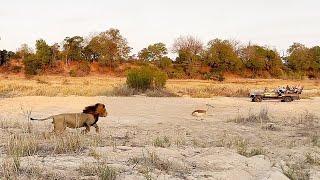 Male Lion Hunts Impala 🦁 And a very cute elephant 🐘