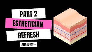 Esthetician Refresh: Anatomy + (Part 2)