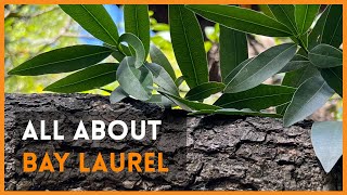 All About: Bay Laurel, a highly resourceful native plant