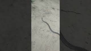 snake#sap ko #viral # utube # short # trending # video Har har mahadev #trending #viral #shiva