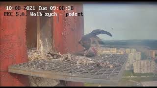 Walbrzych peregrines big prey for juvenile 10-08-2021