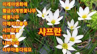 822회. 이레야생화에 아름다운 야생화와 가을꽃보시고 힐링하세요.