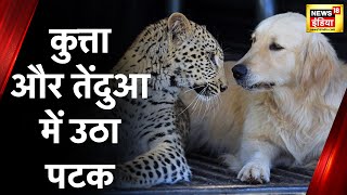 Leopard Attack News: कुत्ते पर तेंदुआ ने किया हमला, CCTV कैमरे में रिकॉर्ड हुई घटना | Latest News