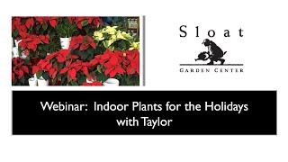 Indoor Plants for the Holidays with Taylor