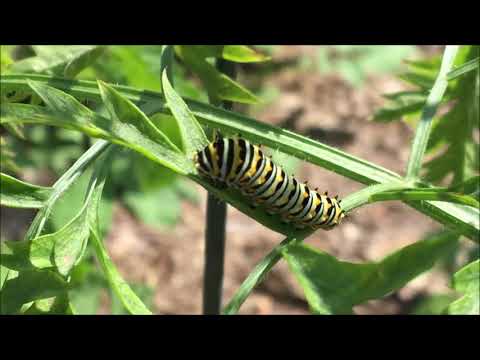 Zone 7 Garden June update Zone 7 Garden June update