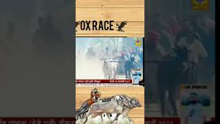 #trending #oxracepunjab #sidhumoosewala #viralvideo #jattlife #horsepower #animals #oxraceinharyana