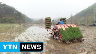 [영상] 봄비 담뿍 내린 들녘에서 이른 모내기 / YTN