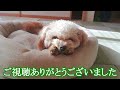 ２歳になった犬が今出来る芸がこちらです