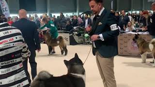 #amerikanakita #akitakennel World Dog Show - 2021. American Akita males junior - part 3