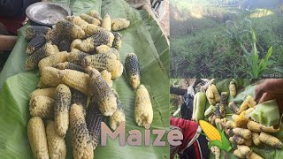 Kolbu Changmai nehphat #Maize 🌽 and #Cucumber 🥒 season