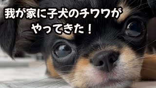 【子犬お迎え】生後64日のチワワをお迎えしたら天使すぎた