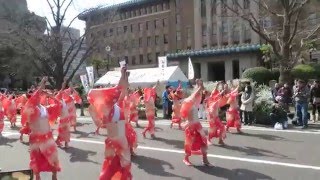 天空しなと屋　茜丸　（2016KANAGAWAよさこいwith龍馬・\