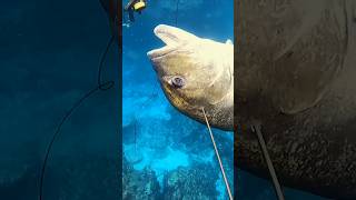 33 kg spearfishing  #fishing #fish #spearfish #youtubeshorts #ocean