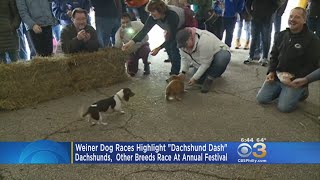 Annual 'Dachshund Dash' Takes Place In Wisconsin