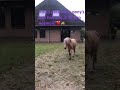 als jij deze twee pony s had hoe zou je ze dan noemen ❤️🐴