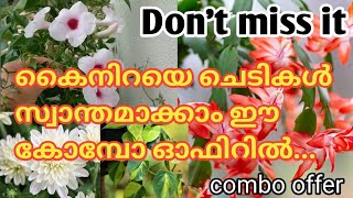 കിടിലൻ കോമ്പോ ഓഫർ plants 🤩ഇനി നിങ്ങൾക്കും സ്വന്തമാക്കാം ചെറിയ വിലക്ക് കൈ നിറയെ ചെടികൾ 🥰