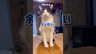 眠気と戦う猫が可愛い #shorts #猫 #cat #ねこ