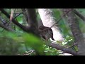 野鳥撮影・ 野鳥動画・クロツグミ幼鳥の水浴び