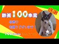 【お祝い・記念日】✨わんわん☆Pollux✨ 動画投稿100本記念 🎉有難うございます🤗💖