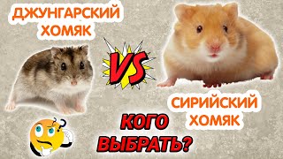 Сирийский хомяк или джунгарский – какой лучше? Какого хомяка выбрать