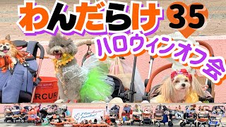 【わんだらけ35】ハロウィン仮装オフ会で本気の仮装してみた🎃日本最大わんこマルシェ後編in名古屋港ガーデン埠頭【 wandarake 】