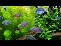 120g planted rainbowfish aquarium