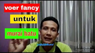 Voer fancy untuk murai batu