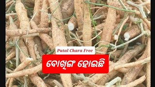 All Odisha Chasi Bhahi Free Voking Putal Chara.ବୋଖିଙ୍ଗ ହୋଇଛି #odisha #farming