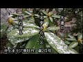 令和3年2月17日 今日の俳句 井上まり 福島心結