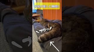 【超必見】猫の尻尾が膨らむ瞬間🐱❣️The moment when the cat's tail swells #Shorts