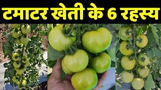 मालामाल टमाटर🍅🍅Tomato Farming Techniques - Fertilizers for Shape, Size, Profit | Indian Farmer