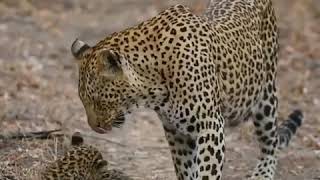 4k video yala national park -srilanka