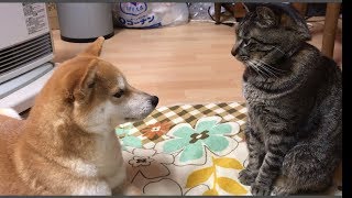 決して本気で喧嘩しようとしない柴犬ハナと猫クロ【ほのぼの】 -- Shiba and cat play with each other --