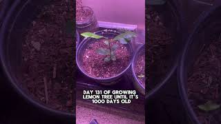 Day 131 of growing lemon tree