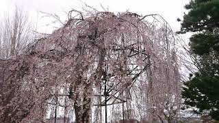 大報恩寺　阿亀桜