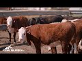 Taming Methane in Cattle - CH4 Global and HB Rural Farmer, Heath Tiller