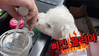 강아지가 삐졌어요~ 아기비숑 꿀떡이 삐진영상ㅋㅋㅋㅋ(a sulky puppy.)#Shorts