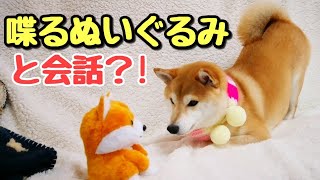 喋るぬいぐるみ♡まねっこ豆シバと会話するかな？！ 柴犬チャーミー shiba inu