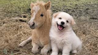 The Cutest Animal Odd Couples You've Ever Seen!😍🤣