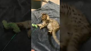 猫じゃらしを初めて触る子猫　#猫動画 #babycat #shorts #動物