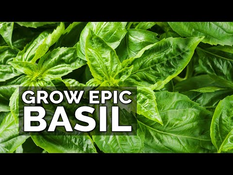 Where is Basil most commonly used?