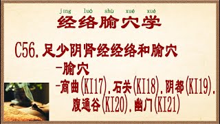 经络腧穴学  C56.足少阴肾经经络和腧穴-腧穴-商曲(KI17).石关(KI18).阴都(KI19).腹通谷(KI20).幽门(KI21)